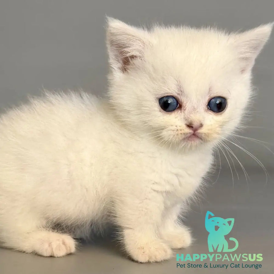 Nestor Munchkin male black silver shaded pointed - live animals