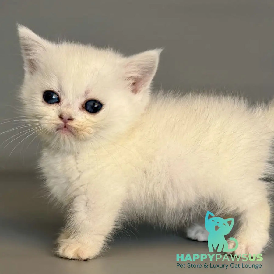 Nestor Munchkin male black silver shaded pointed - live animals