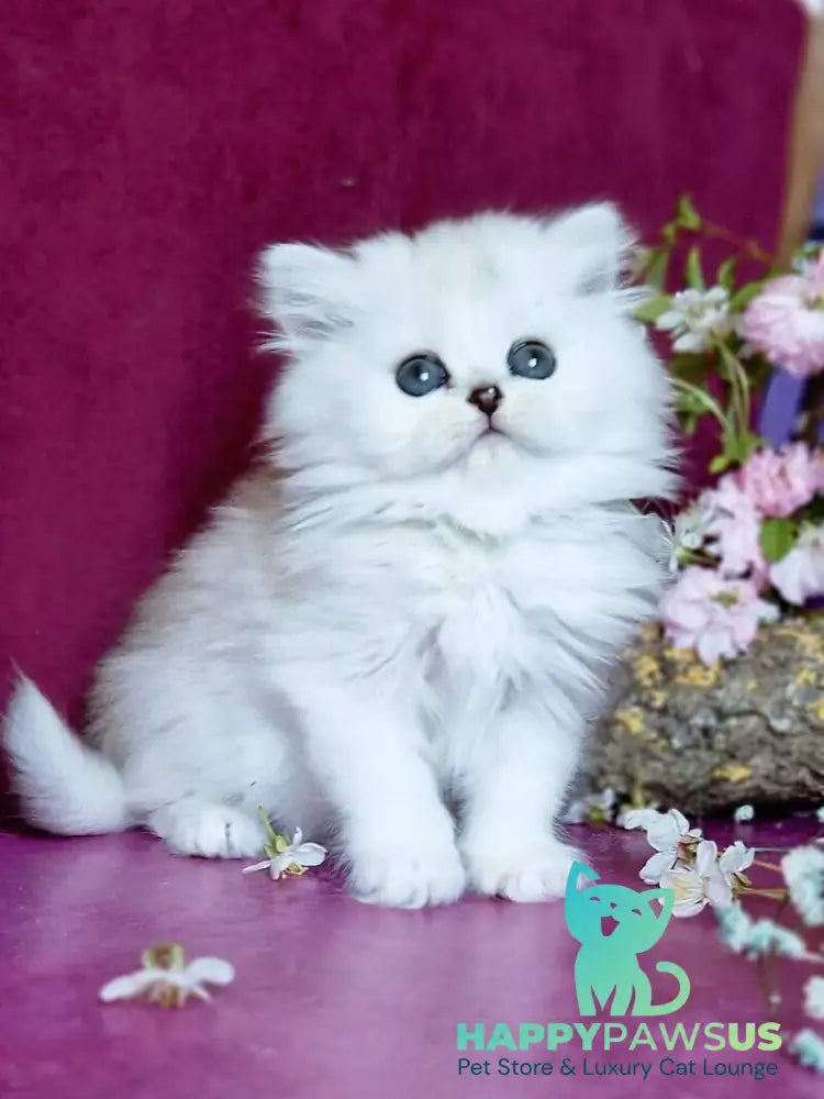 Nettie British Longhair female black silver shaded - live animals