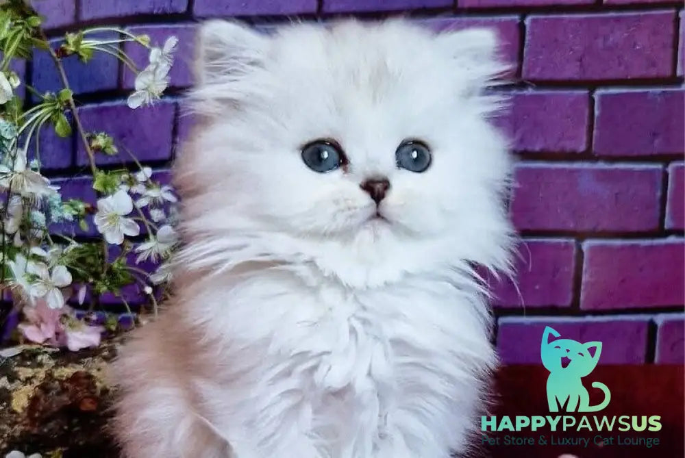 Nettie British Longhair female black silver shaded - live animals