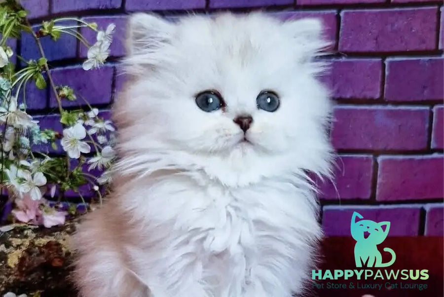Nettie British Longhair female black silver shaded - live animals