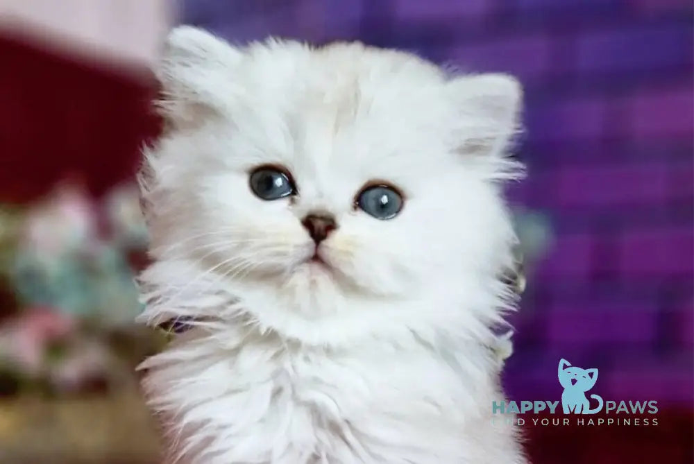 Nettie British Longhair female black silver shaded - live animals