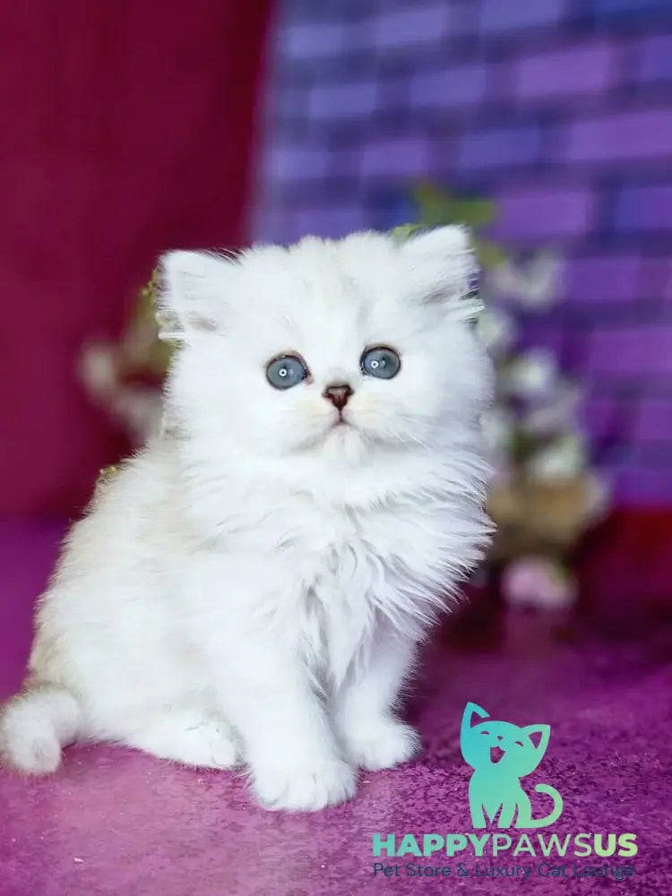 Nettie British Longhair female black silver shaded - live animals