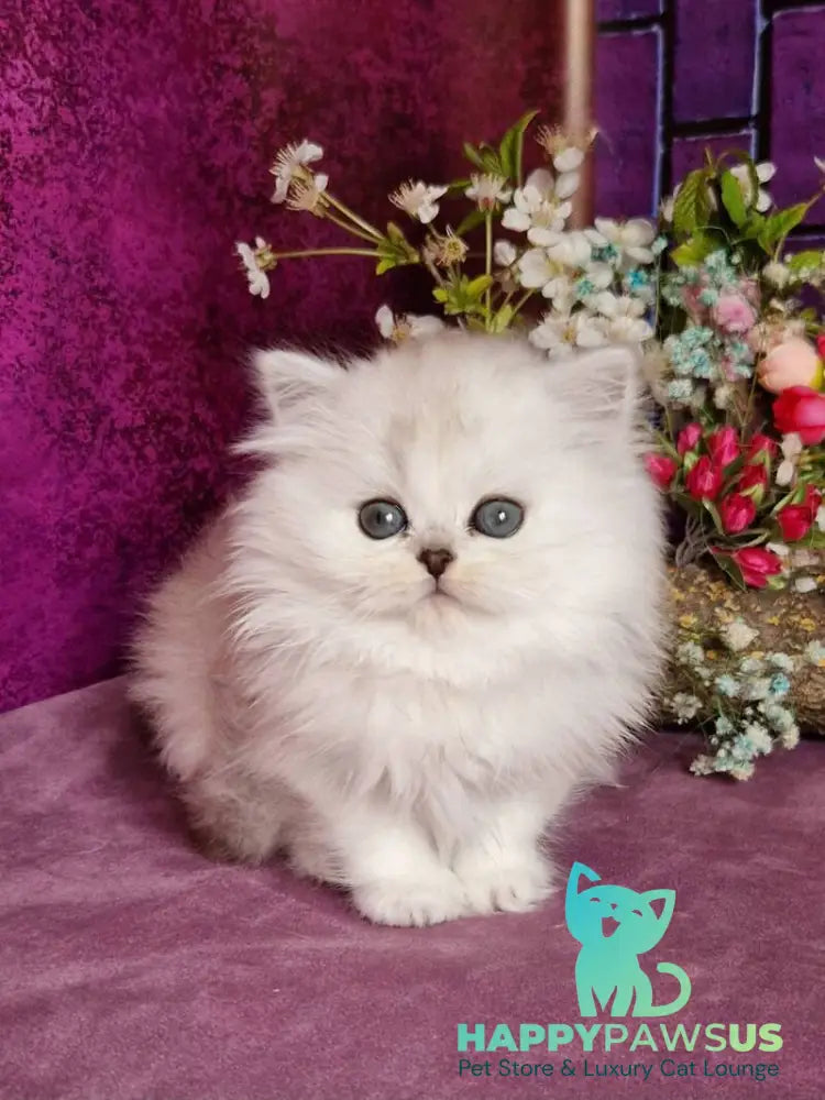 Nettie British Longhair female black silver shaded - live animals