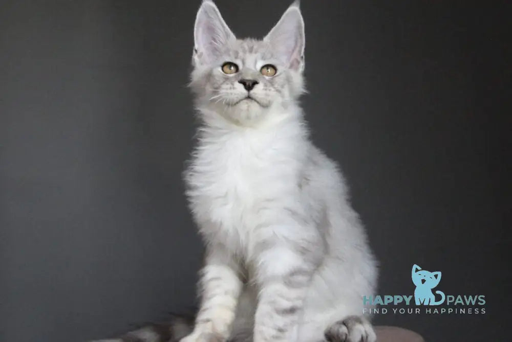 Neuron Maine Coon male black silver spotted tabby live animals