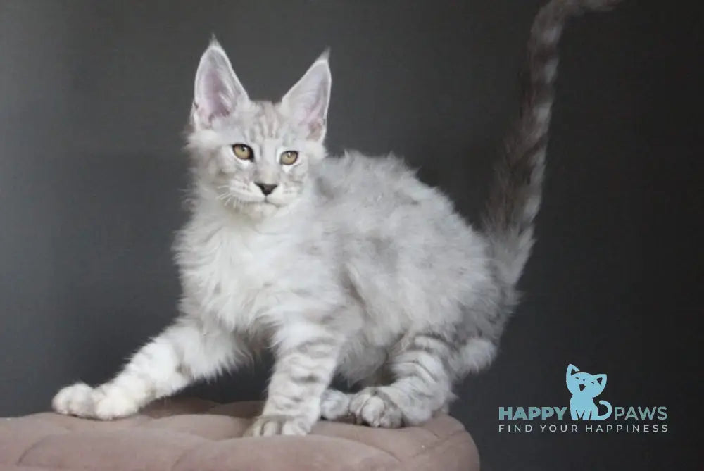 Neuron Maine Coon male black silver spotted tabby live animals