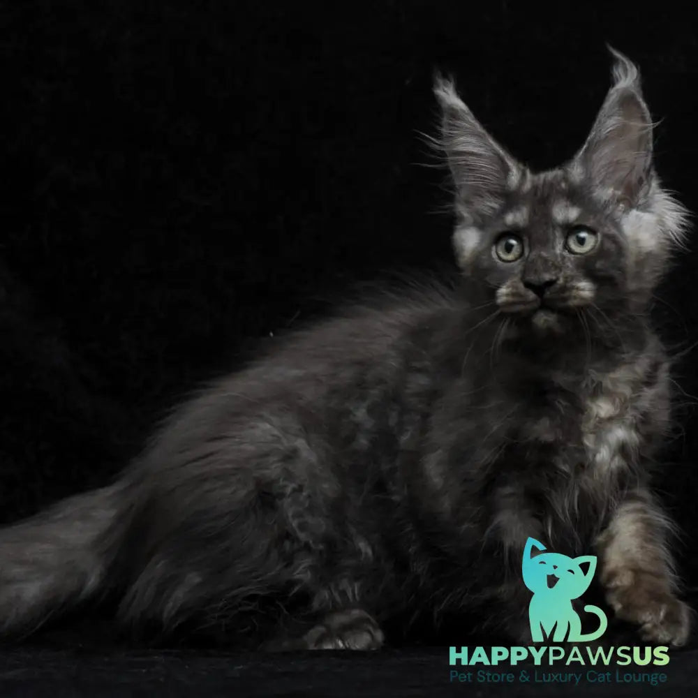 Nevada Maine Coon female black silver - live animals