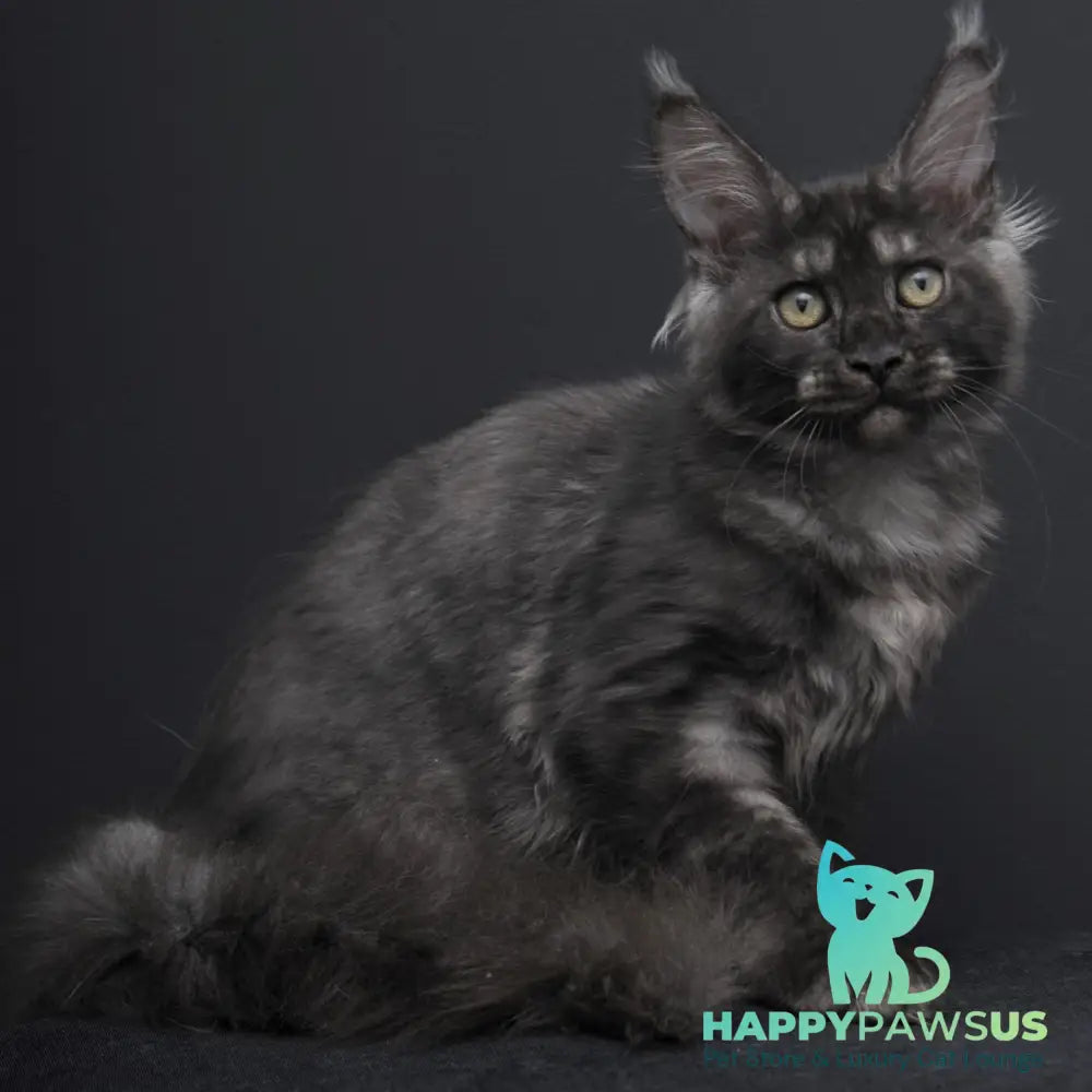 Nevada Maine Coon female black silver - live animals