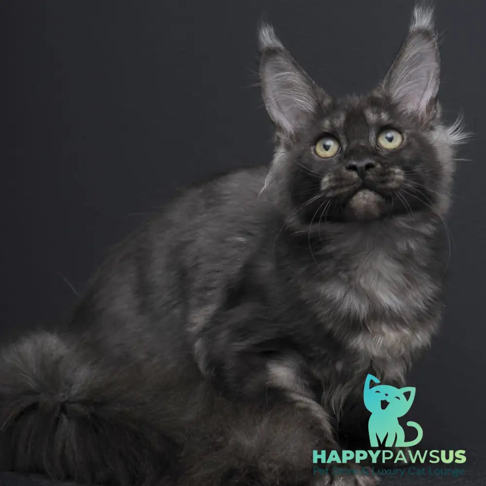 Nevada Maine Coon female black silver - live animals