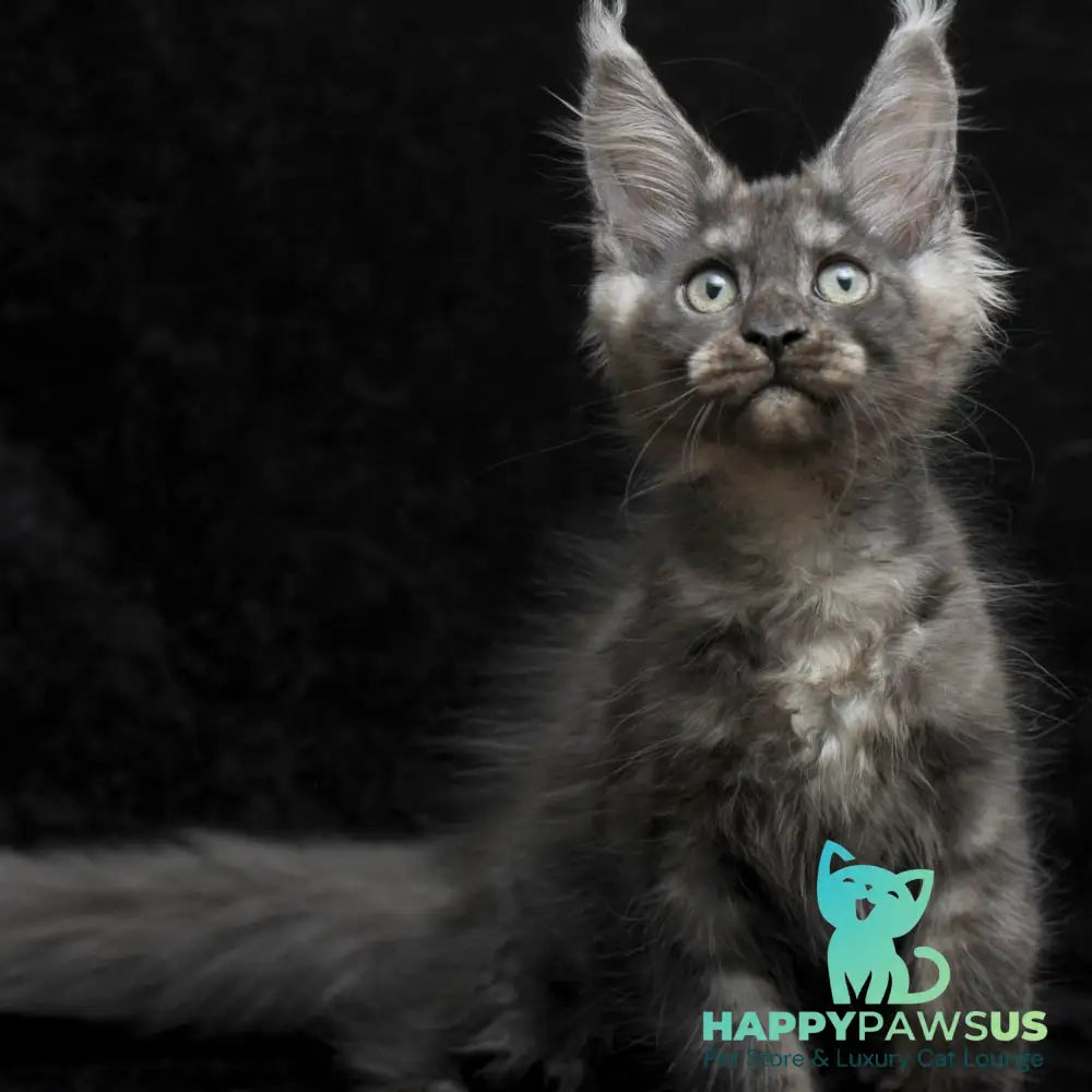 Nevada Maine Coon female black silver - live animals