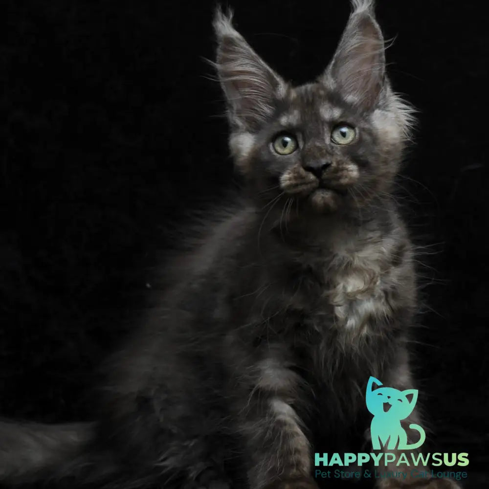 Nevada Maine Coon female black silver - live animals