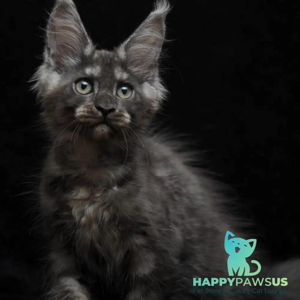 Nevada Maine Coon female black silver - live animals