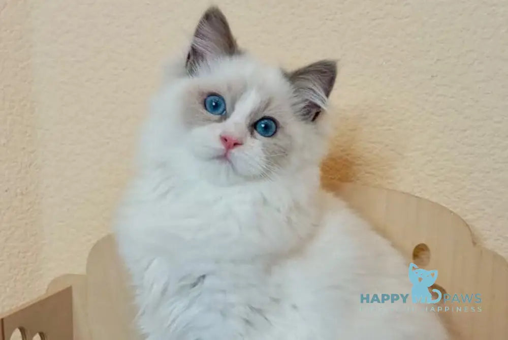 Newton Ragdoll male blue bicolour live animals