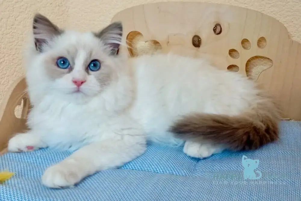 Newton Ragdoll male blue bicolour live animals