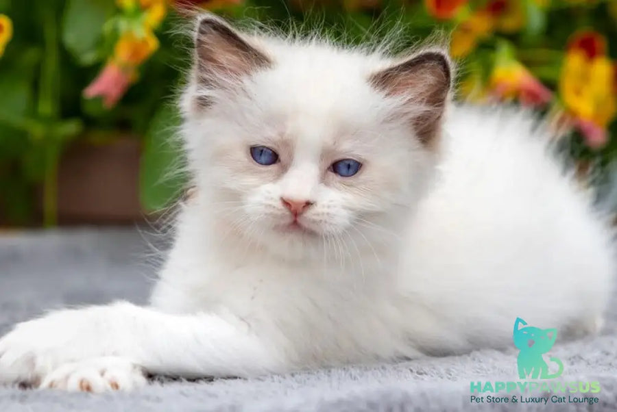 Newton Ragdoll male seal bicolour - live animals