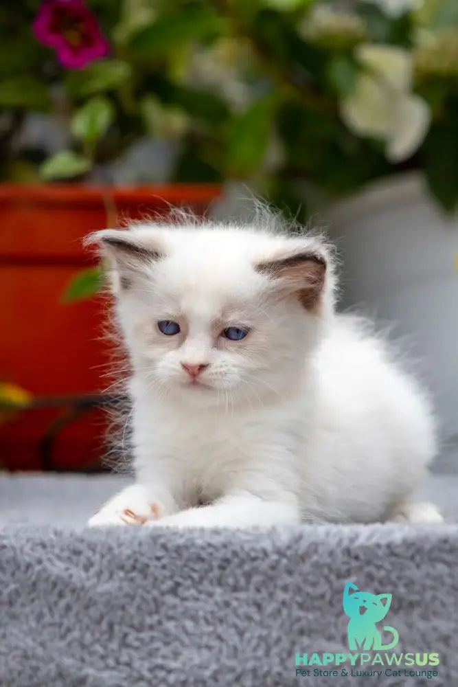 Newton Ragdoll male seal bicolour - live animals