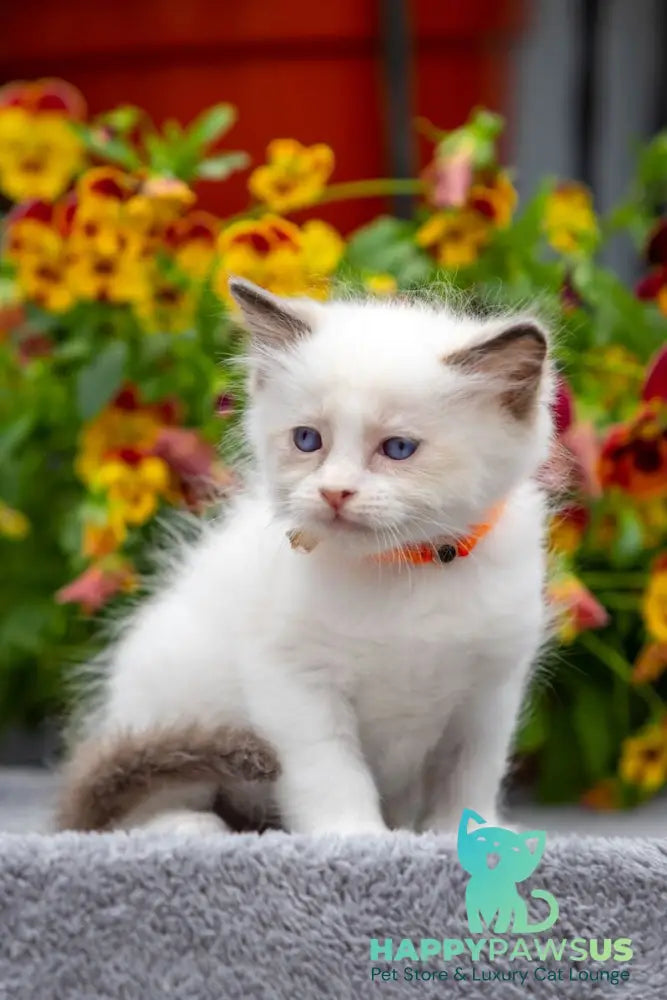 Newton Ragdoll male seal bicolour - live animals