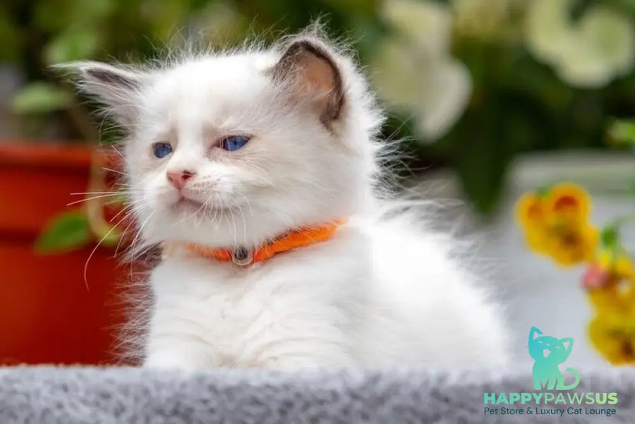 Newton Ragdoll male seal bicolour - live animals