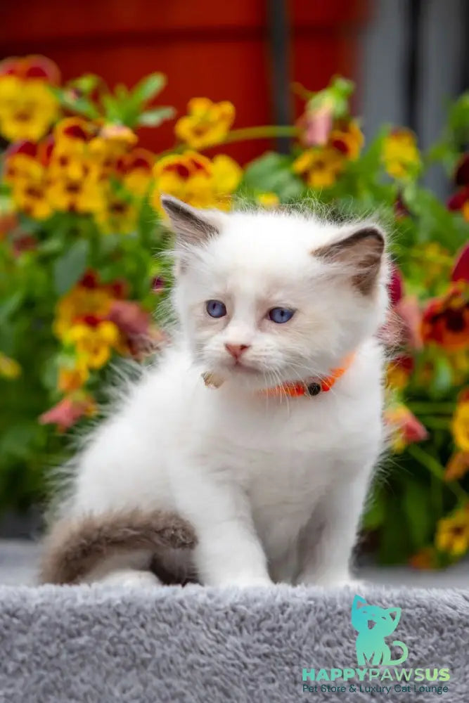 Newton Ragdoll male seal bicolour - live animals