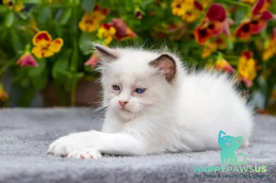 Newton Ragdoll male seal bicolour - live animals