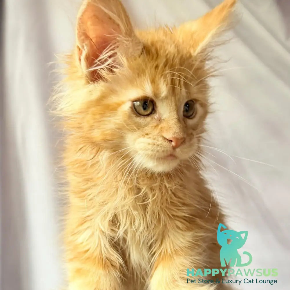Nexus Maine Coon polydactyl 7x6x6x6 male red - live animals