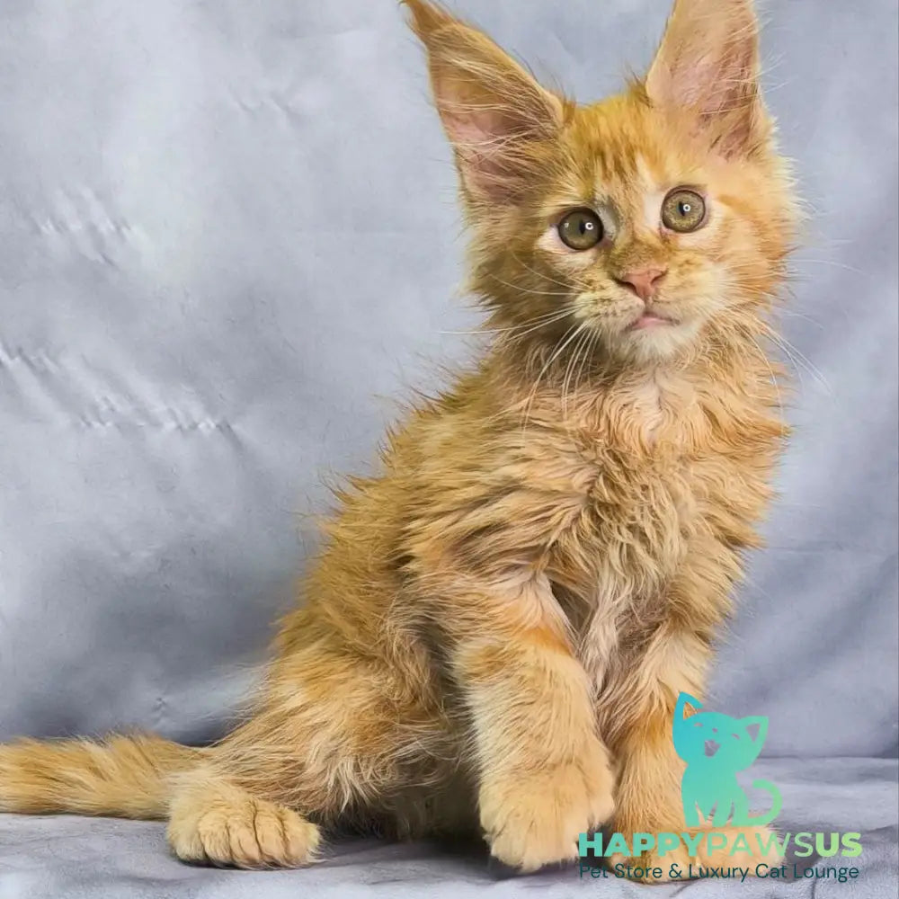 Nexus Maine Coon polydactyl 7x6x6x6 male red - live animals