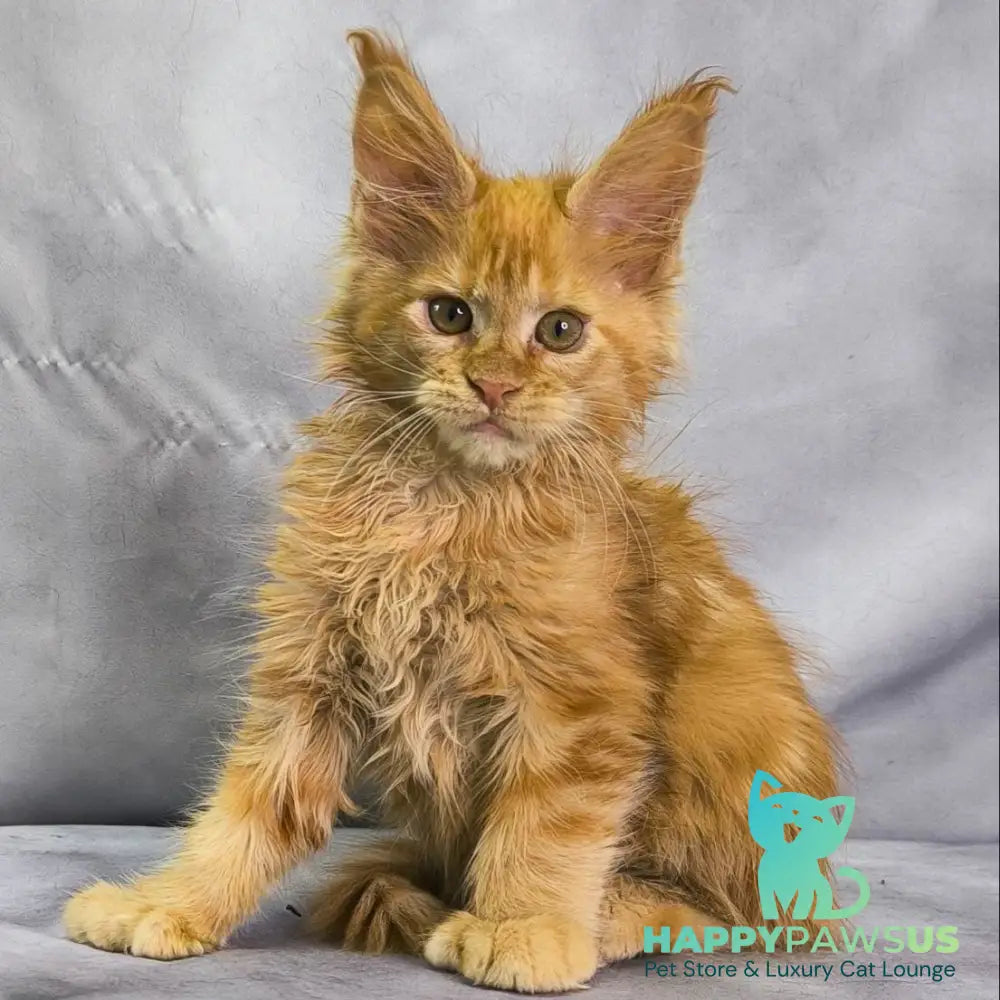 Nexus Maine Coon polydactyl 7x6x6x6 male red - live animals