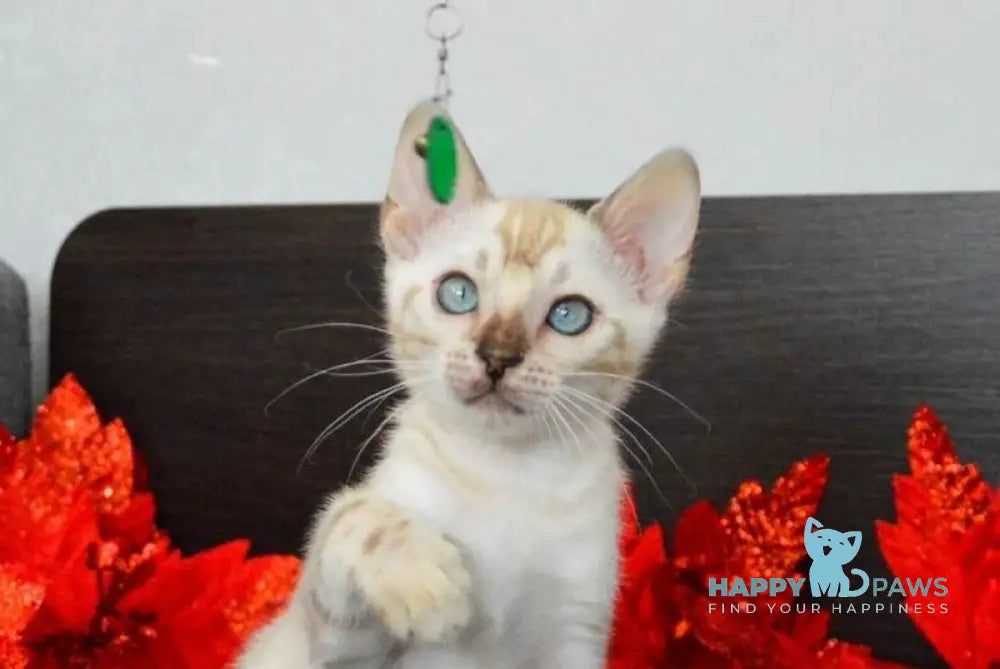 Nezhenka Bengal female black spotted tabby pointed live animals