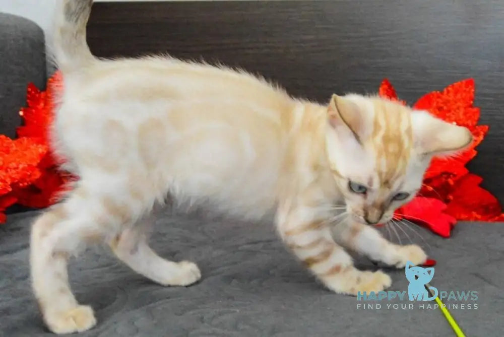 Nezhenka Bengal female black spotted tabby pointed live animals