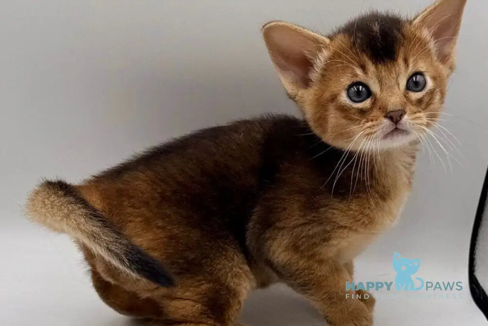 Nice Abyssinian male ruddy live animals