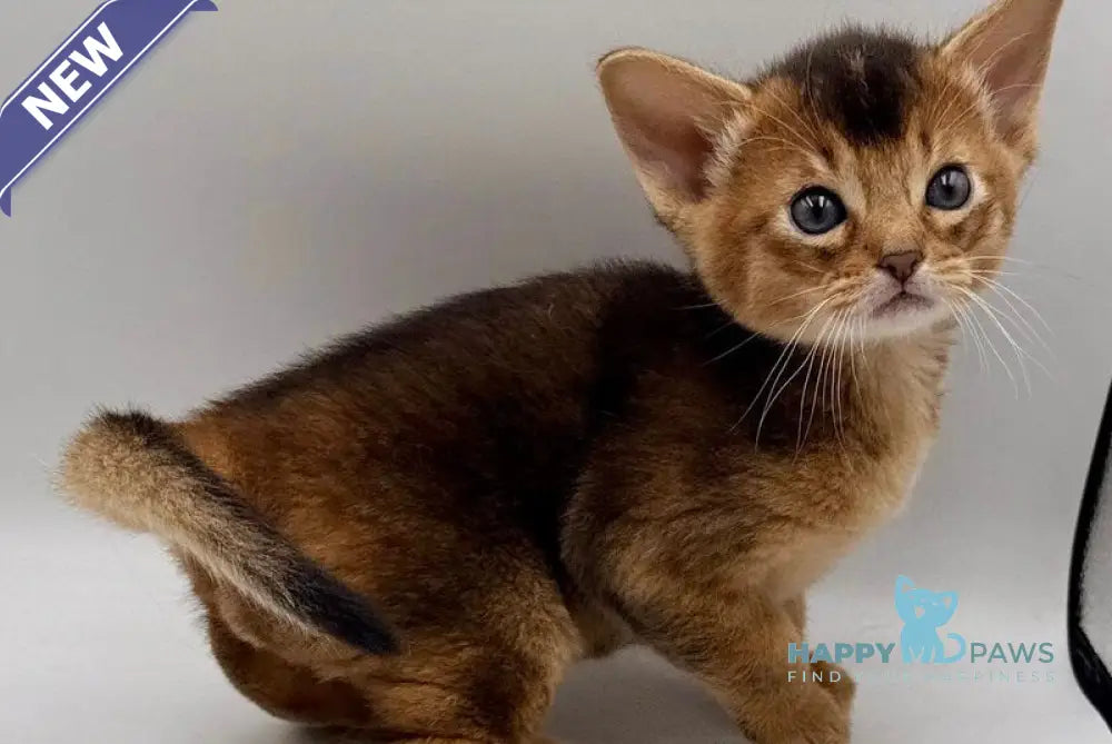 Nice Abyssinian male ruddy live animals
