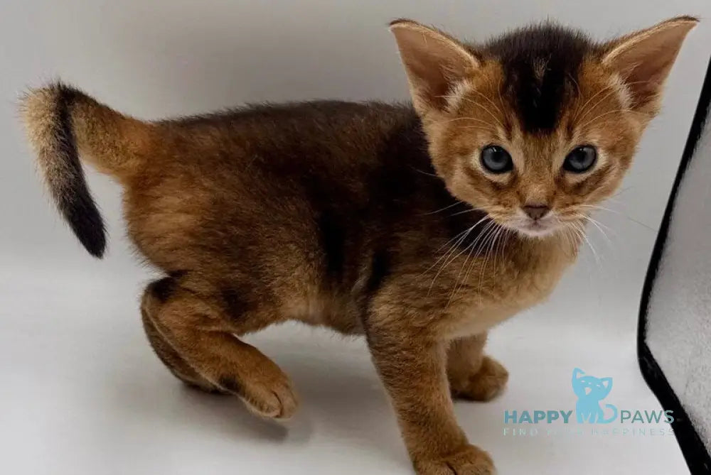 Nice Abyssinian male ruddy live animals