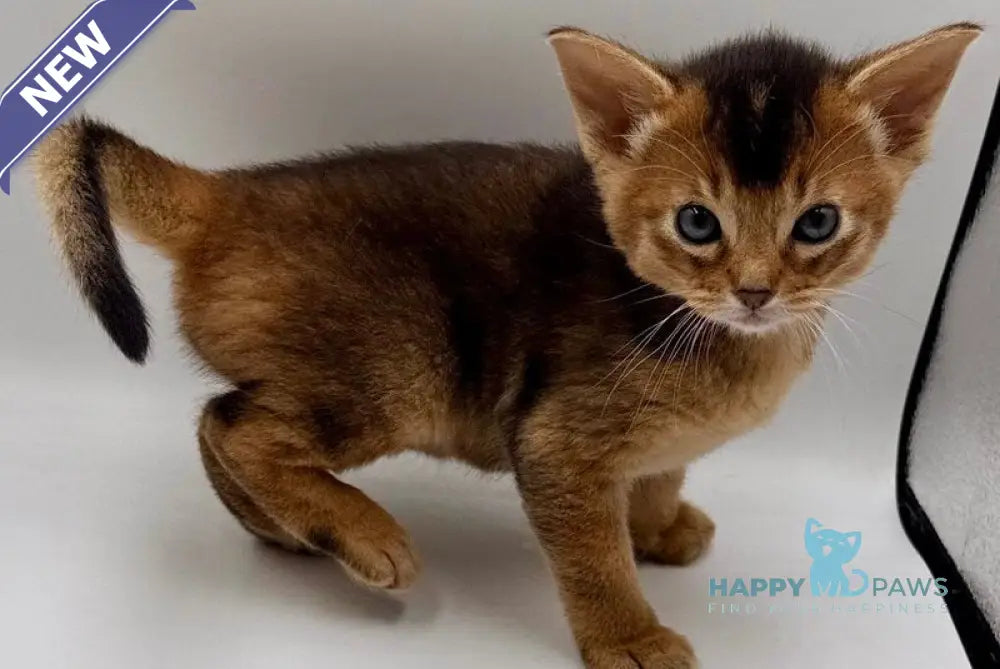 Nice Abyssinian male ruddy live animals