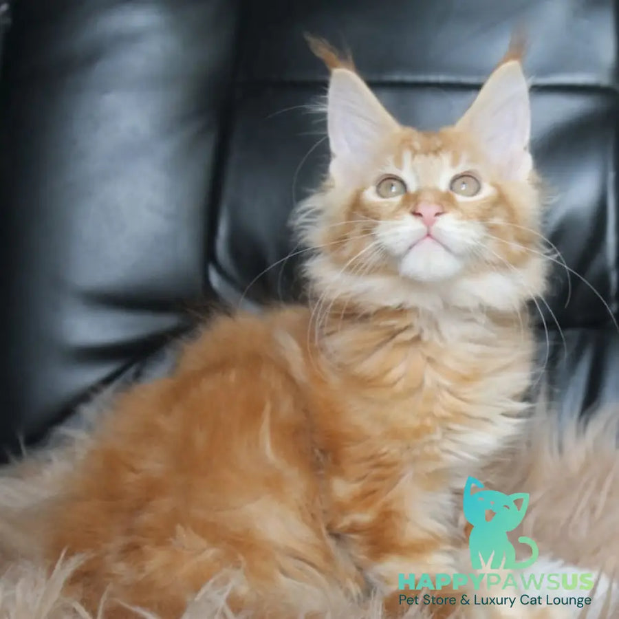 Nice Maine Coon male red tabby - live animals