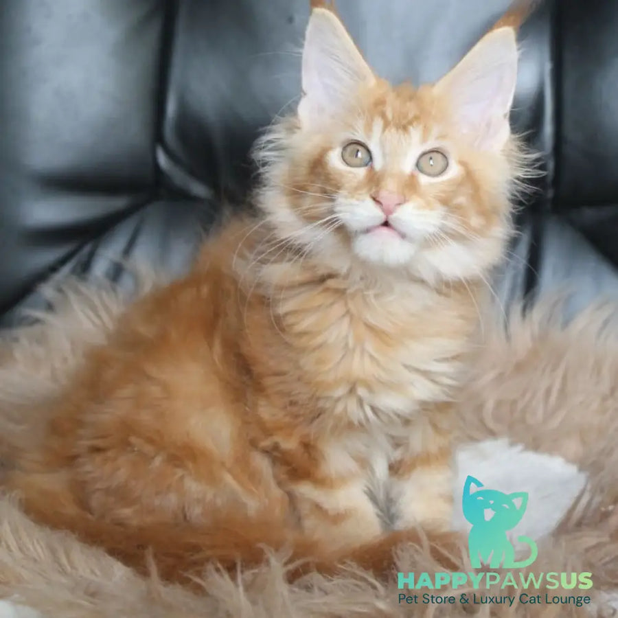 Nice Maine Coon male red tabby - live animals