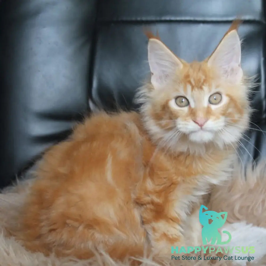 Nice Maine Coon male red tabby - live animals