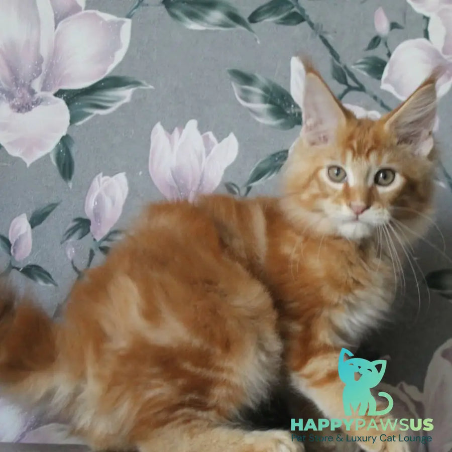 Nice Maine Coon male red tabby - live animals