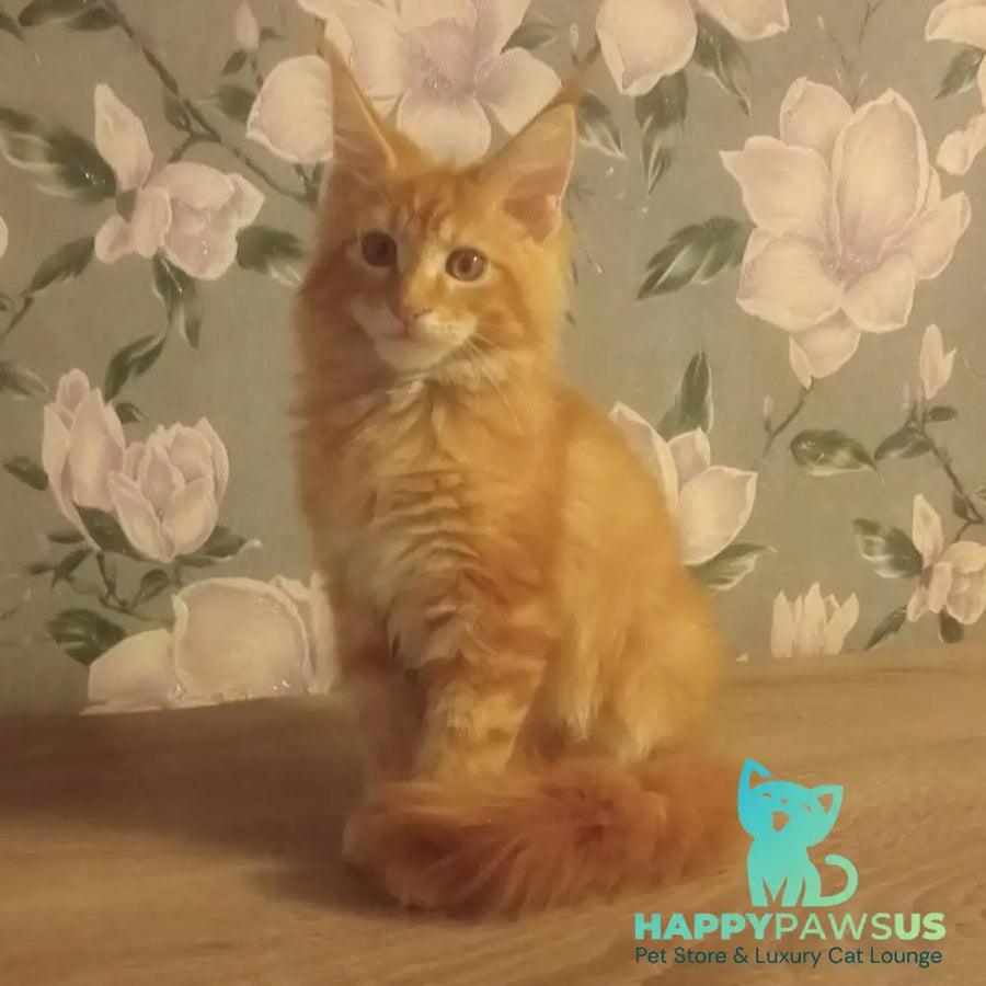 Nice Maine Coon male red tabby - live animals
