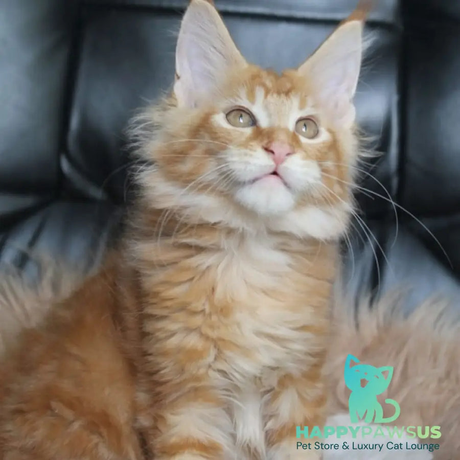 Nice Maine Coon male red tabby - live animals