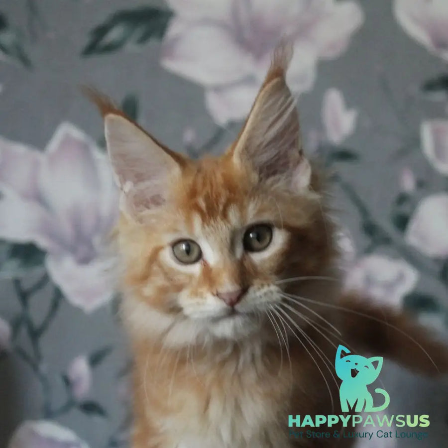 Nice Maine Coon male red tabby - live animals