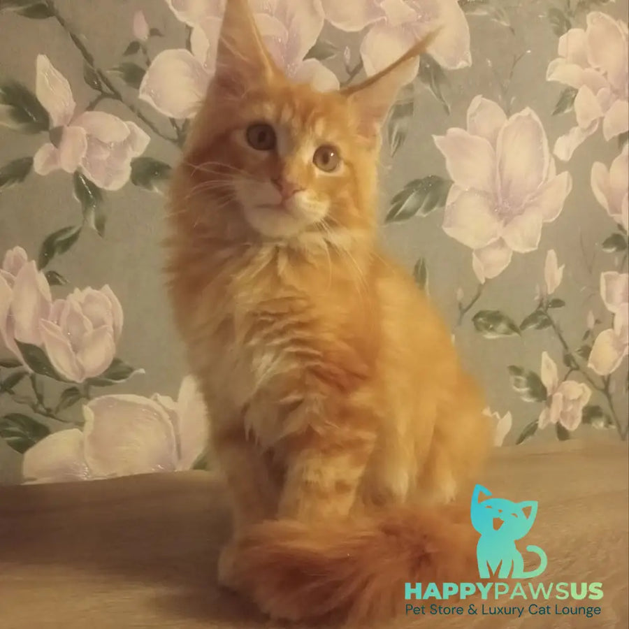Nice Maine Coon male red tabby - live animals