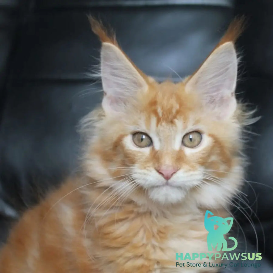 Nice Maine Coon male red tabby - live animals