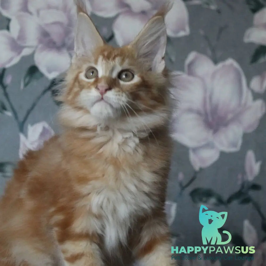 Nice Maine Coon male red tabby - live animals
