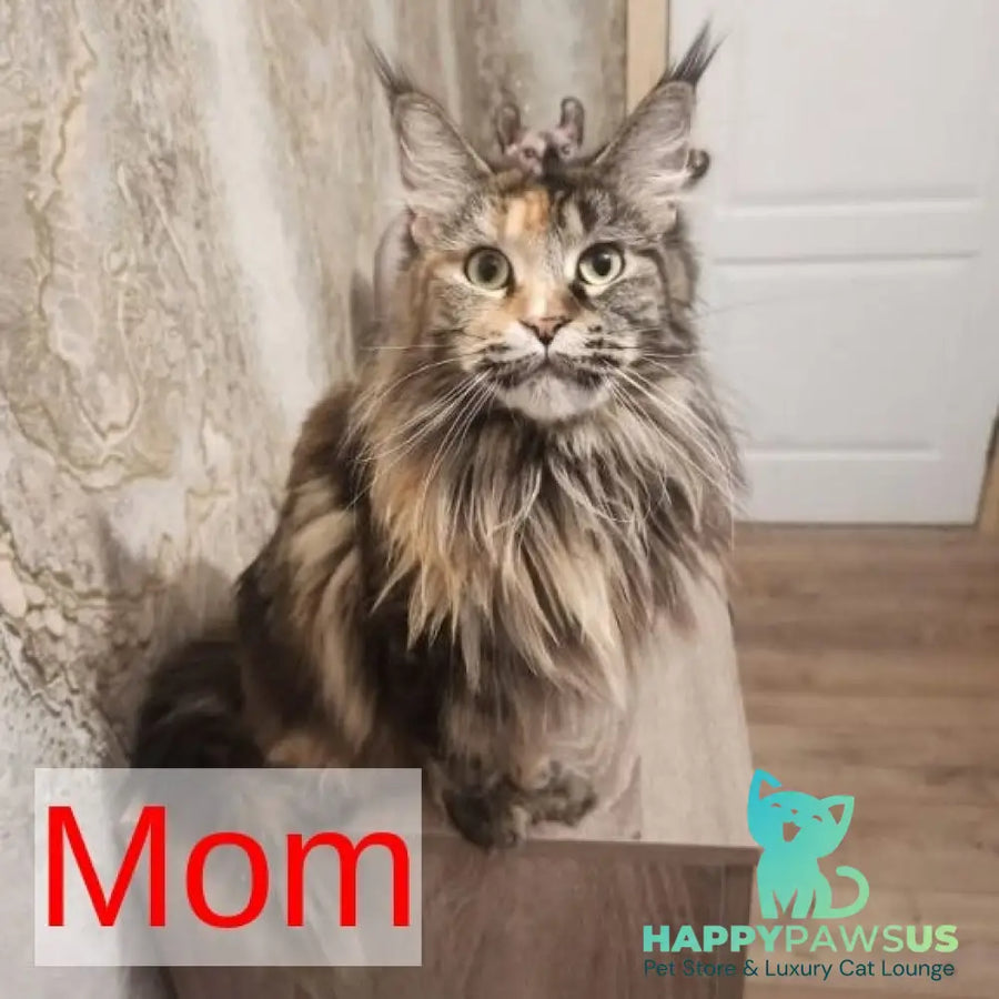 Nice Maine Coon male red tabby - live animals