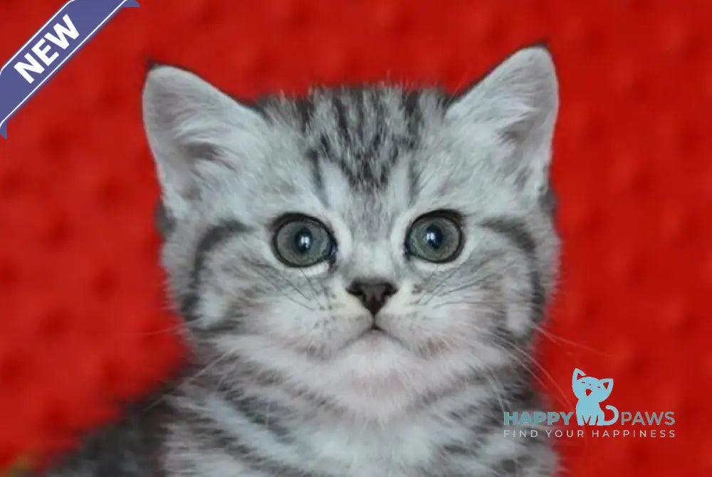 Nice Scottish Straight female black silver tabby live animals