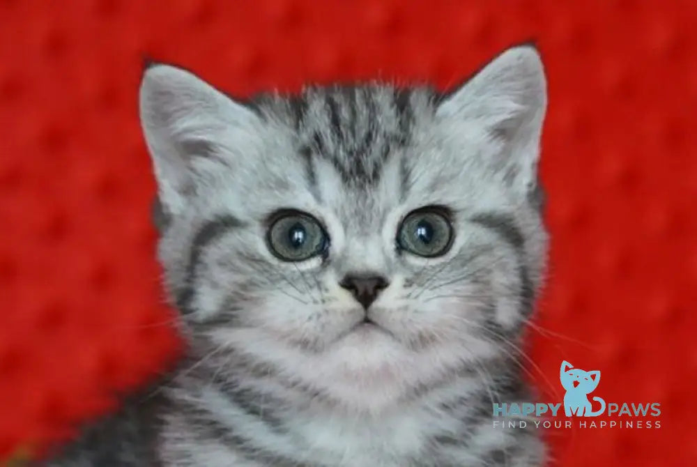 Nice Scottish Straight female black silver tabby live animals