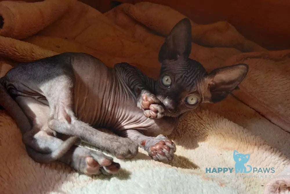 Nichka Canadian Sphynx female black live animals