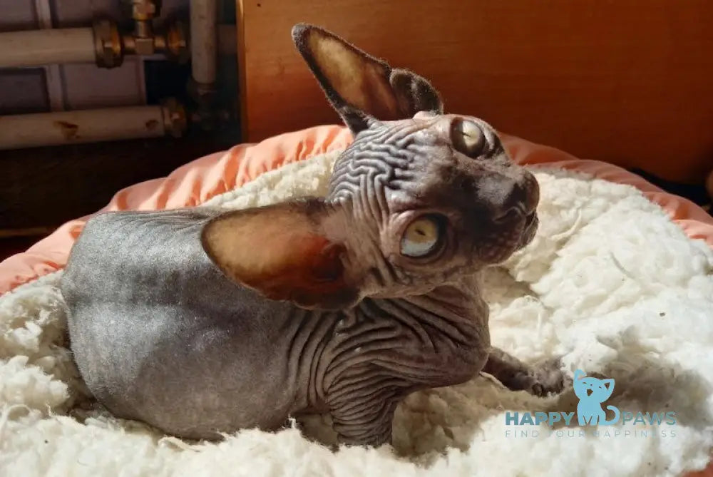 Nichka Canadian Sphynx female black live animals