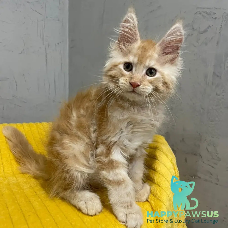 Nicholas Maine Coon male red silver - live animals