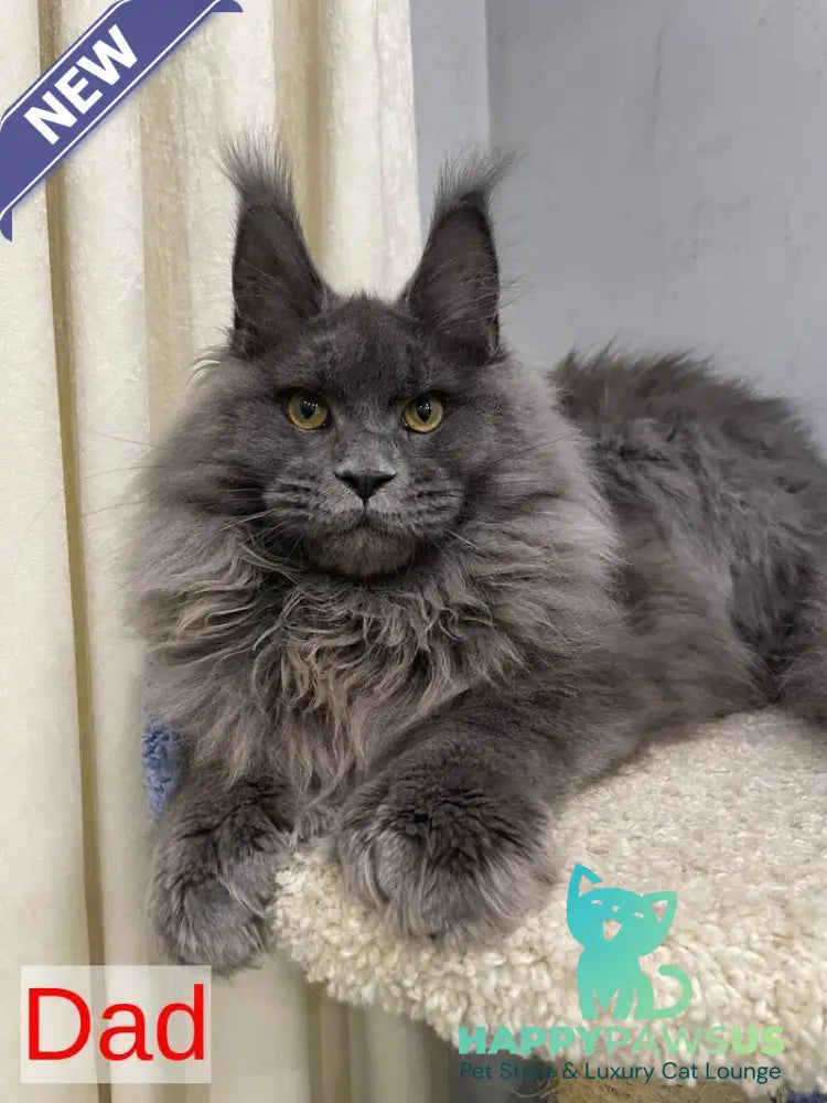 Nicholas Maine Coon male red silver - live animals